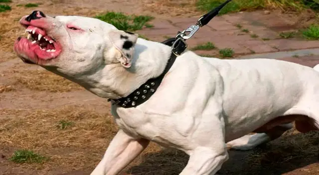 Menor es atacada por un perro pitbull en Chincha.