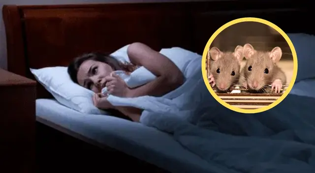 La rata le pertenece al horóscopo chino.