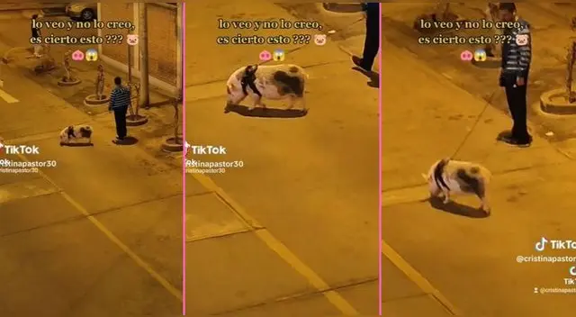 Joven pasea a su chanchito en plena calle y usuarios en TikTok se burlan de singular escena. Joven pasea a su chanchito en plena calle y usuarios en TikTok se burlan de singular escena.