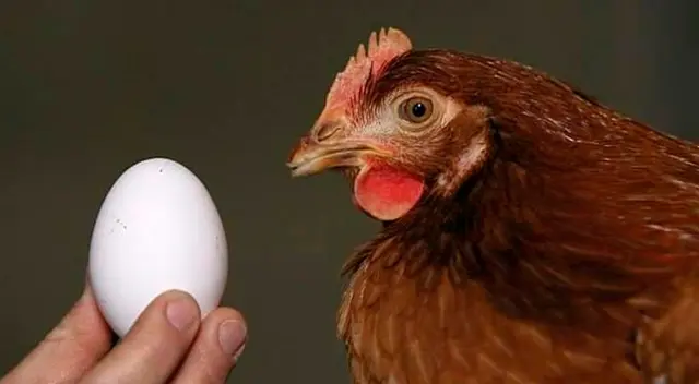La ciencia resolvió el misterio de qué fue primero, el huevo o la gallina. La ciencia resolvió el misterio de qué fue primero, el huevo o la gallina.