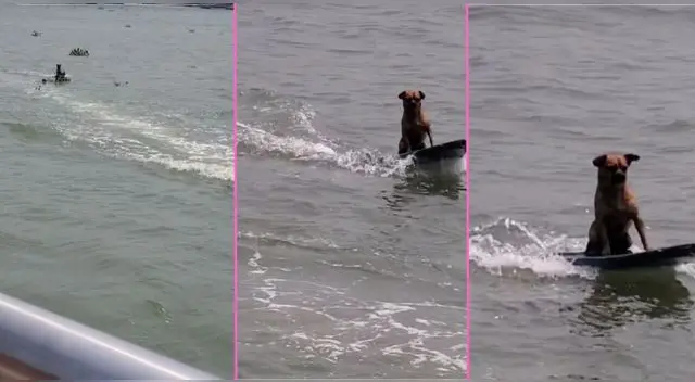Perrito surfista deja en 'shock' a miles de usuarios en TikTok tras ser captado sobre el mar.