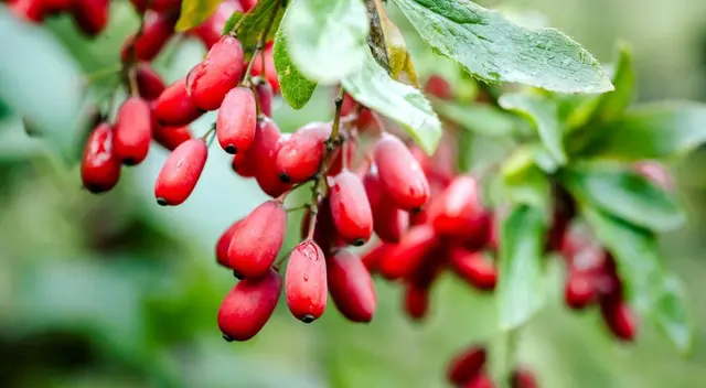 La enfermedad del hígado graso ocurre cuando se acumula grasa en el hígado.