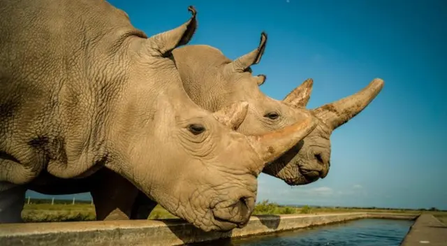 Naji y Fatu son las únicas reinocerontes blancas en el mundo