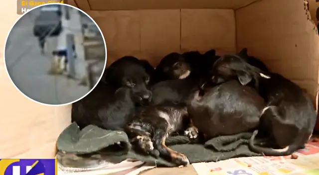 Piden ayuda para 10 cachorros en Chorrillos.