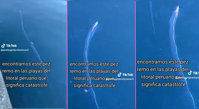 Una joven captó a dos peces remos en una playa y usuarios en TikTok se asustan.