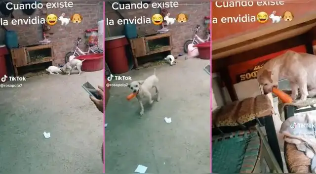 El perrito fue captado quitándole la zanahoria al conejo y usuarios en TikTok se enternecen. El perrito fue captado quitándole la zanahoria al conejo y usuarios en TikTok se enternecen.