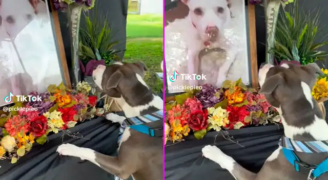El perrito vio la foto de su compañero de juegos por última vez.