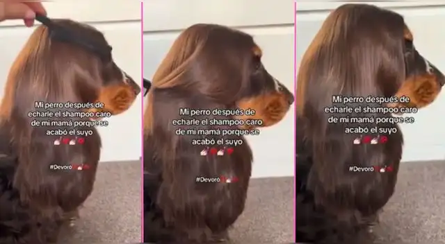 Una joven mostró el resultado que tuvo su perrito tras bañarle con el shampoo de su madre. Una joven mostró el resultado que tuvo su perrito tras bañarle con el shampoo de su madre.