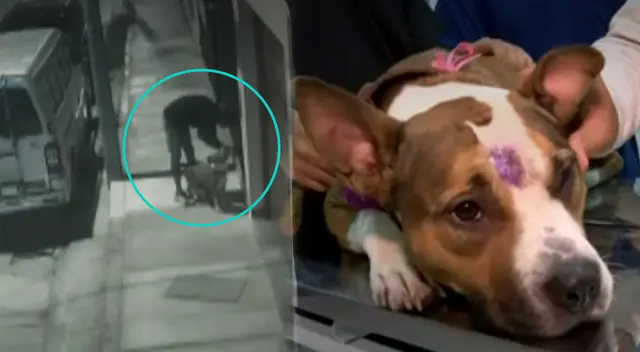 Esperancita fue abandonada en calle solitaria del distrito de San Miguel. Esperancita fue abandonada en calle solitaria del distrito de San Miguel.