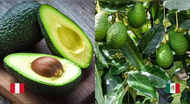 El origen del 'oro verde' revelado: ¿Palta o aguacate? ChatGPT pone fin al debate y desvela la verdad tras este delicioso fruto.