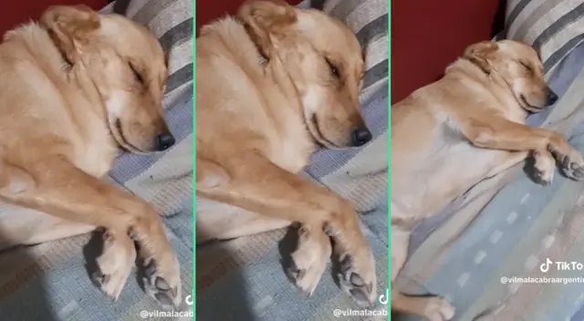 Los gestos del perrito fueron viral en TikTok. Los gestos del perrito fueron viral en TikTok.