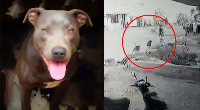 Perros salieron al ataque de la pequeña, quien sufrió heridas profundas.
