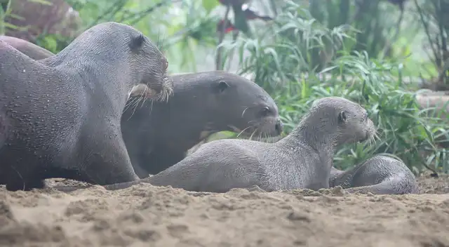 Nacen en cautiverio crías de lobos de río o nutrias gigante.