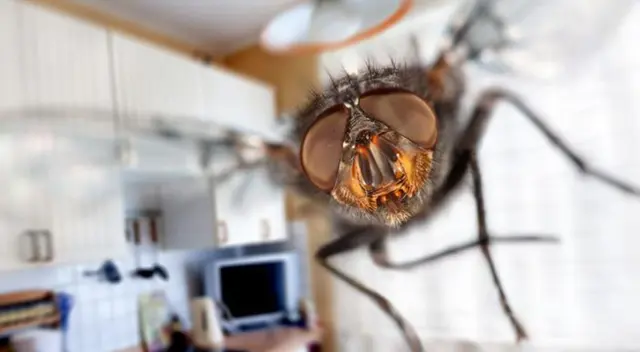 Según Raid, existen más de 110,000 especies de moscas que revolotean por el mundo.