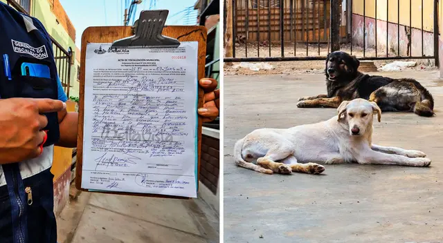 La vecina fue multada con 2,450 soles y será denunciada ante la Procuraduría Pública de la Municipalidad de Bellavista.