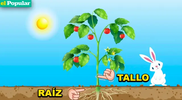 De la raíz a la semilla: conoce las partes esenciales de una planta y su papel en la reproducción.