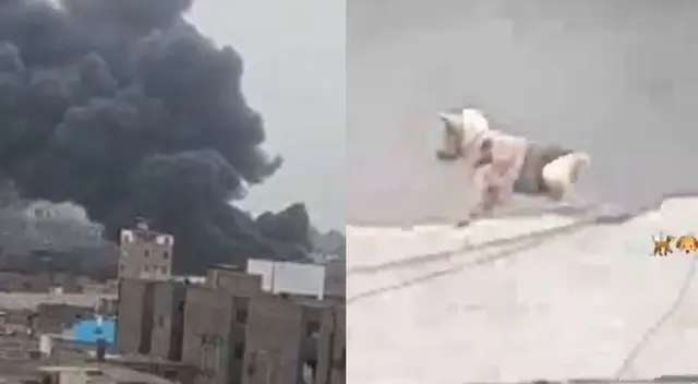 Perro se encuentra en la parte alta de una estructura. Perro se encuentra en la parte alta de una estructura.