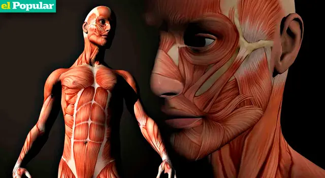 Aprende sobre las partes y funciones del sistema muscular de la pierna y alcanza un mayor nivel de resistencia.