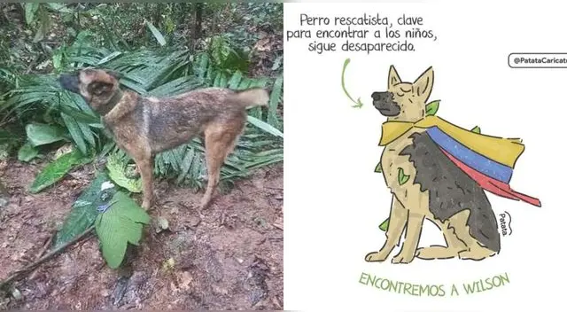 Wilson, el perrito rescatista, se encuentra desaparecido tras ayudar en el rescate de los cuatro niños en Colombia.