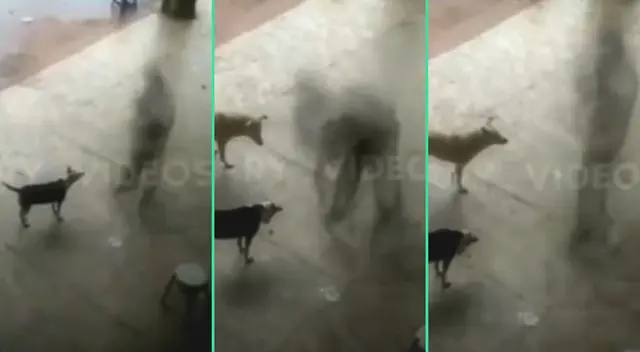 La escena conmovió a miles de usuarios en TikTok. La escena conmovió a miles de usuarios en TikTok.