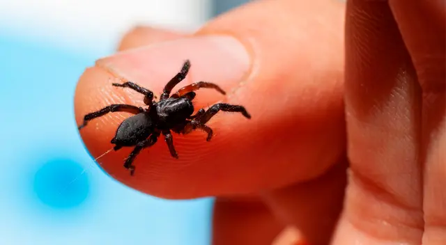 Conoce el significado de soñar con arañas. Conoce el significado de soñar con arañas.