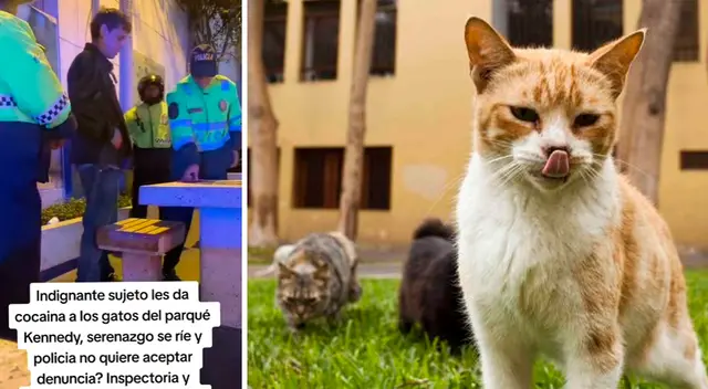 Jóvenes esperan que gatos no sean afectados por la droga.