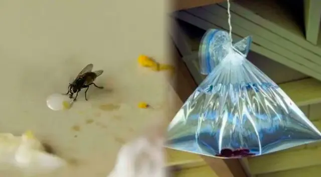 Las moscas siempre han sido una molestias para las personas.