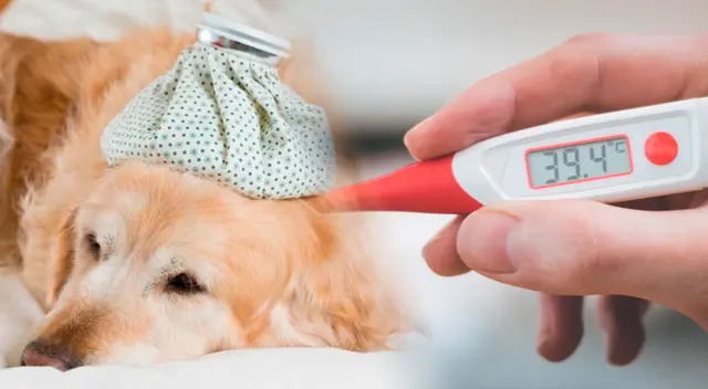 El perro es el mejor amigo del hombre. El perro es el mejor amigo del hombre.