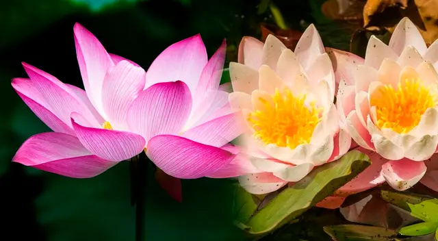 Descubre el significado espiritual de la flor de loto.