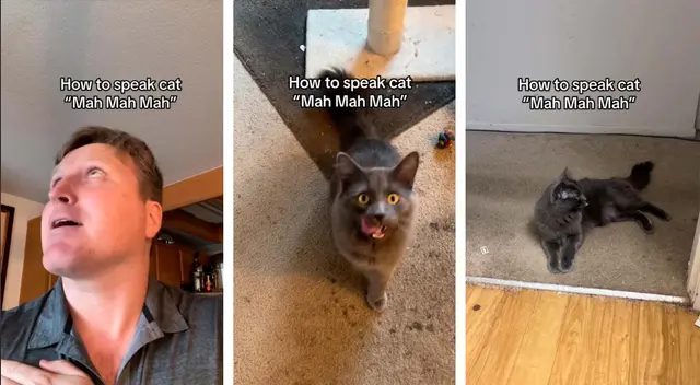 Un tiktoker segura hablar con los gatos y da clases de maullidos.