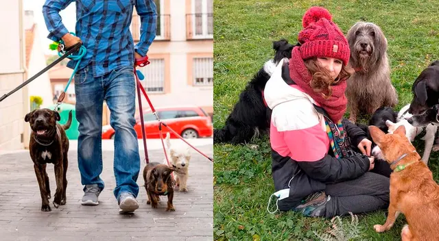 ¡Increíble! Más de 127 mil dólares por cuidar perros, muchos cuidadores ya enviaron sus solicitudes. ¡Increíble! Más de 127 mil dólares por cuidar perros, muchos cuidadores ya enviaron sus solicitudes.