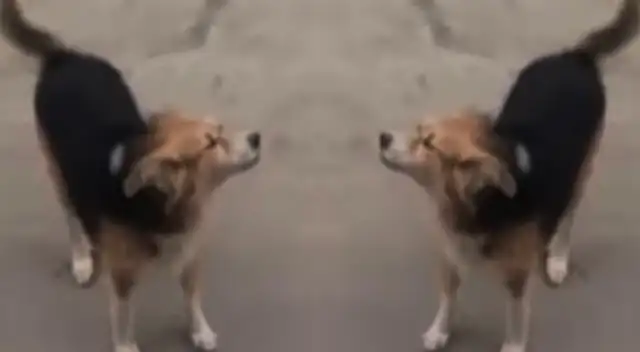 Perro guía es buscado en San Martín de Porres y familiares piden ayuda para encontrarlo.