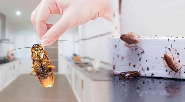 Aunque suene imposible las cucarachas simbolizan la limpieza y purificación.