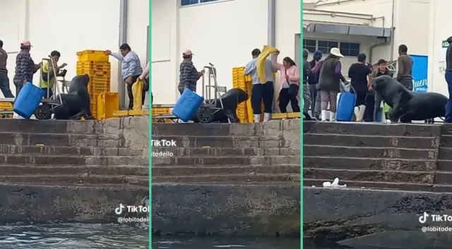 El lobo marino no bien recibido por los pobladores de la zona.