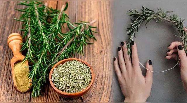 El romero cuenta con propiedades curativas como aliviar el estrés.