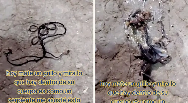 De acuerdo a Senasa, cinco plagas llegarían al Perú producto del fenómeno El Niño. Conoce cuáles serían.