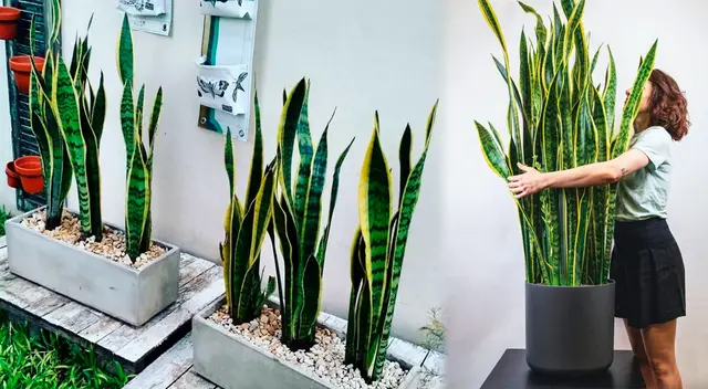 La planta de la lengua de suegra es muy utilizada para decorar los rincones de la casa.