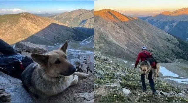 Bailey es el perrito que se negó a bajar con su dueño luego de llegar a la cima de una montaña.