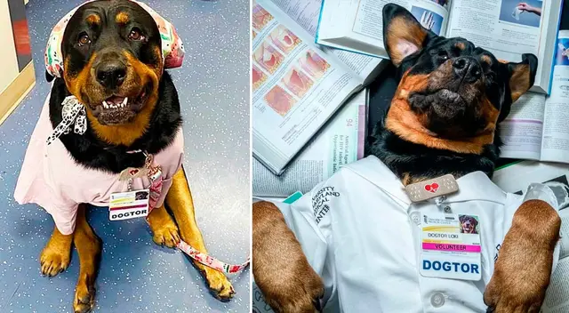 Loki, el perrito que se graduó con un doctorado