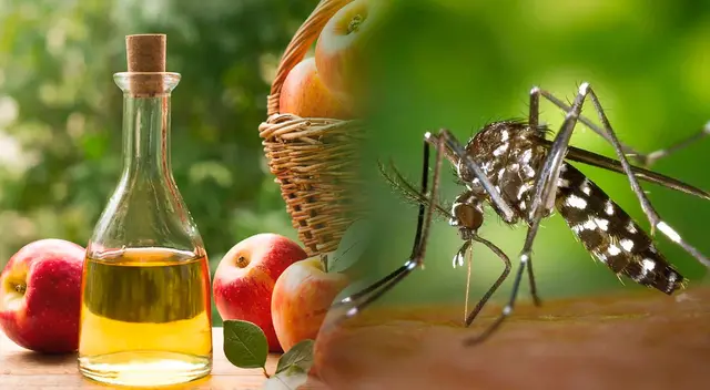 Los mosquitos suelen irrumpir los sueños de muchas personas debido a los zumbidos.