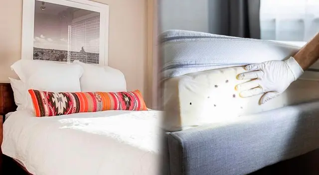 Conoce el significado espiritual de tener chinches en el hogar.