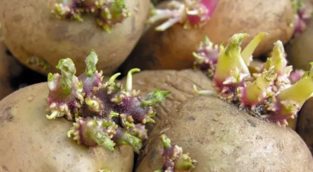 Conoce cómo eliminar las raíces de las papas de forma sencilla.