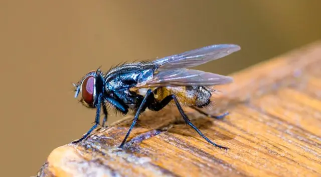 Descubre los beneficios de la planta que desaparecen las moscas.