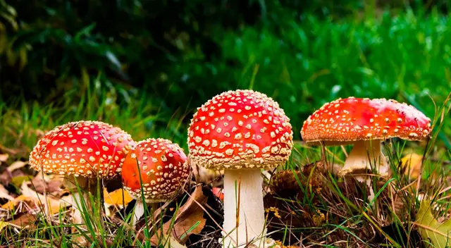 Los hongos como símbolos espirituales.