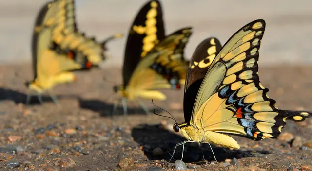 Conoce las conexiones espirituales que tienes las mariposas amarillas.