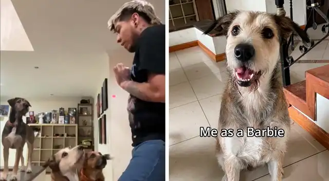 Un Tiktoker decidió probar el filtro de barbie en sus perros y sorprende a las redes sociales