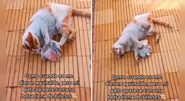 Video sacó miles de sonrisas en redes sociales.