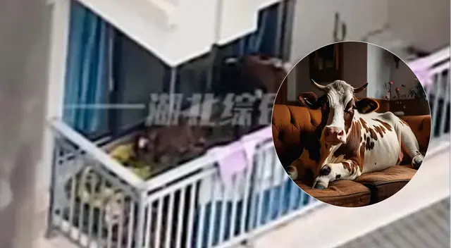 Un hombre intentó criar vacas en un edificio de China Un hombre intentó criar vacas en un edificio de China