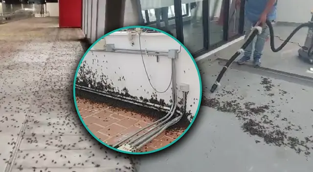 Grillos invaden el hospital de Chulucanas, en Piura. Grillos invaden el hospital de Chulucanas, en Piura.