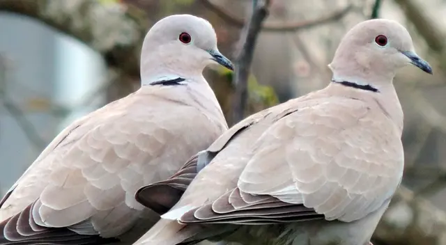Conoce el significado espiritual de una paloma gris entrando en tu hogar.